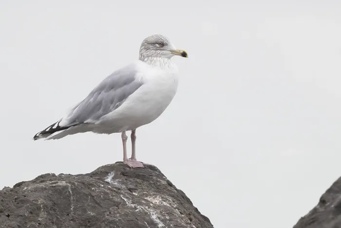 Framed Print : Glaucous Gull