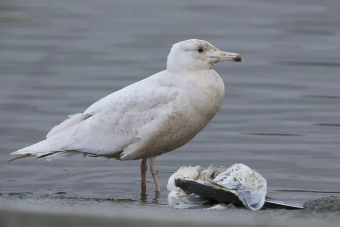 Framed Print : Glaucous Gull Framed Print : Glaucous Gull