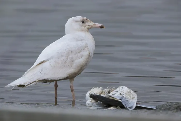 Framed Print : Glaucous Gull