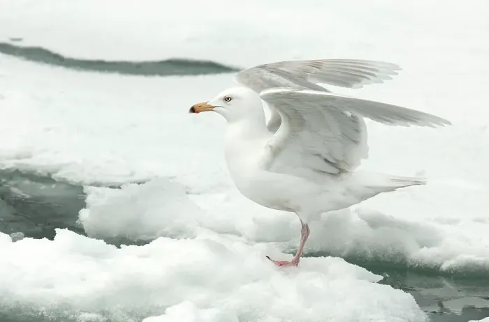 Framed Print : Glaucous Gull, Larus hyperboreus