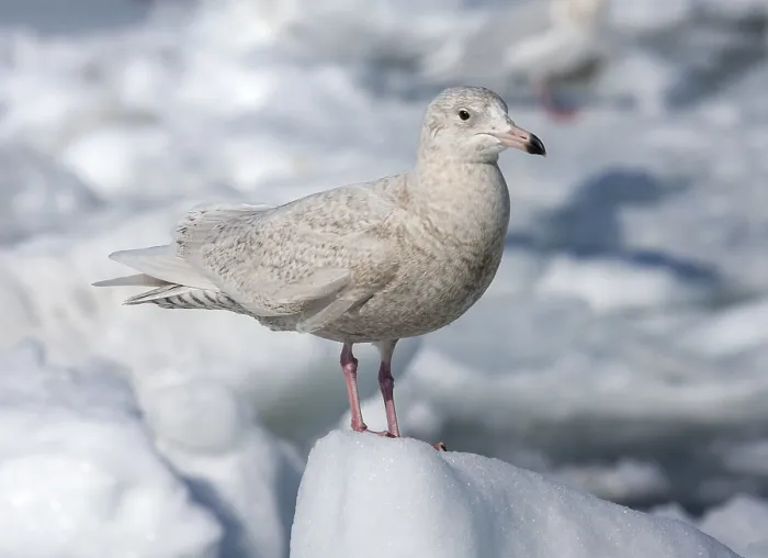 Framed Print : Glaucous Gull, Larus hyperboreus