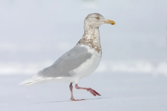 Framed Print : Glaucous Gull, Larus hyperboreus