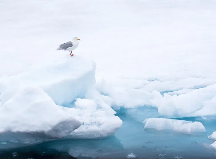 Framed Print : Glaucous Gull, Larus hyperboreus
