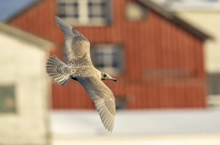 Framed Print : Glaucous Gull, Larus hyperboreus