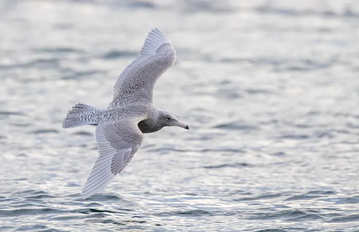 Framed Print : Glaucous Gull, Larus hyperboreus