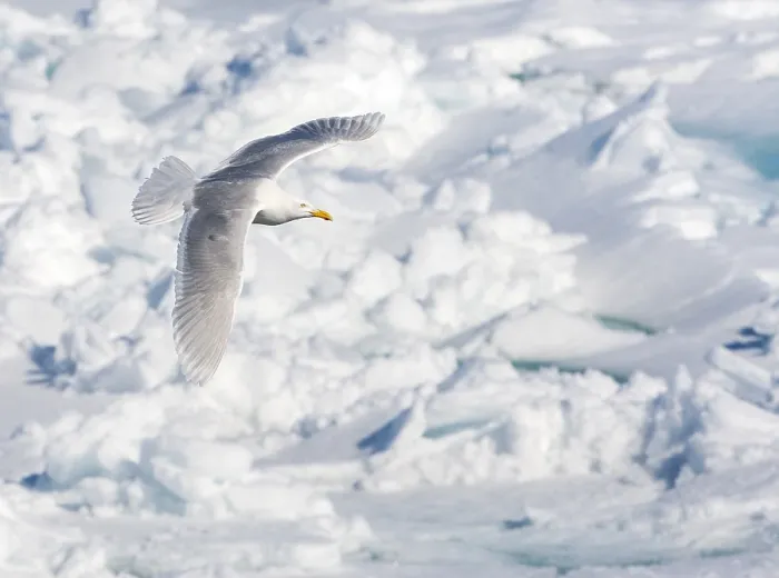 Framed Print : Glaucous Gull, Larus hyperboreus
