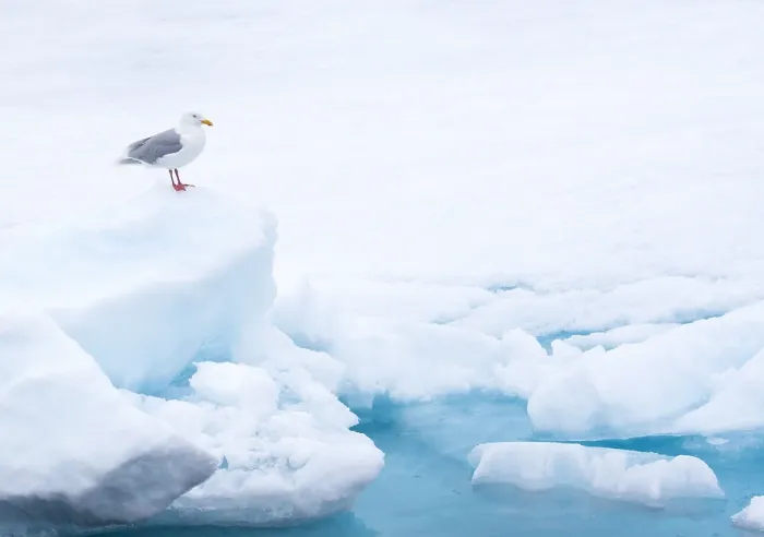 Framed Print : Glaucous Gull, Larus hyperboreus