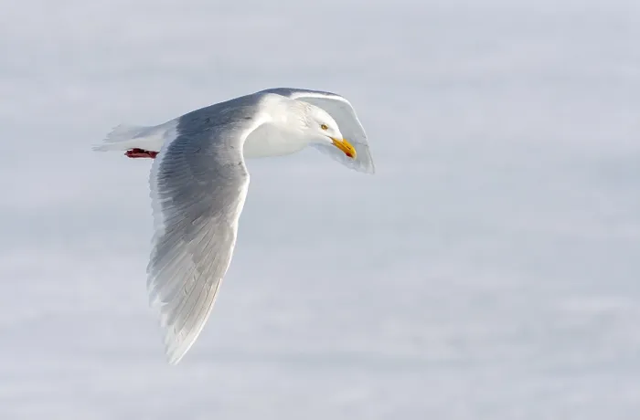 Framed Print : Glaucous Gull, Larus hyperboreus