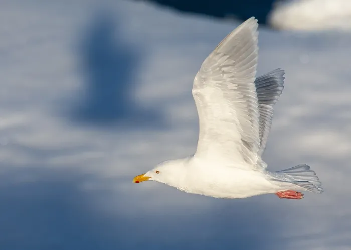 Framed Print : Glaucous Gull, Larus hyperboreus