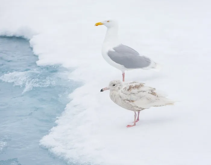 Framed Print : Glaucous Gull, Larus hyperboreus