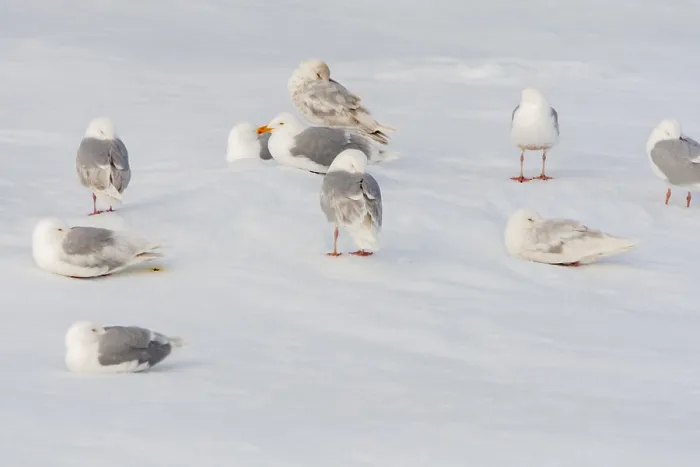 Framed Print : Glaucous Gull, Larus hyperboreus