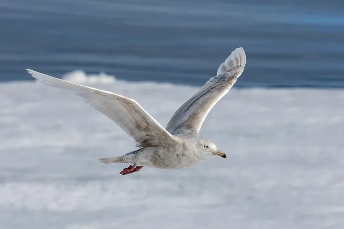 Framed Print : Glaucous Gull, Larus hyperboreus