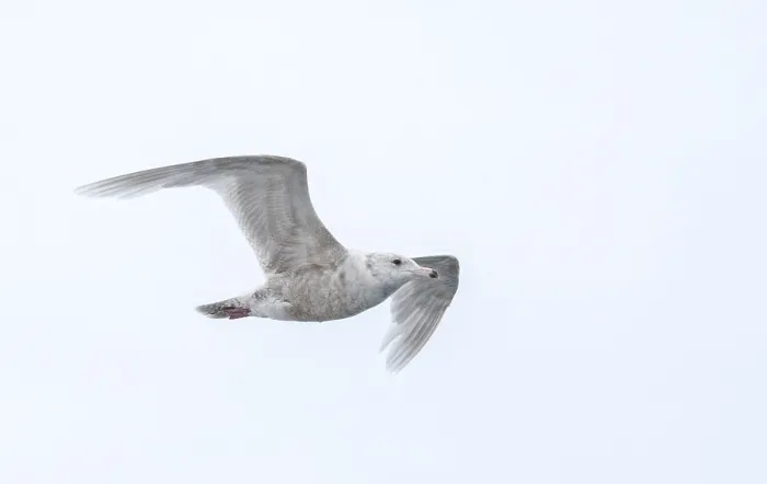 Framed Print : Glaucous Gull, Larus hyperboreus