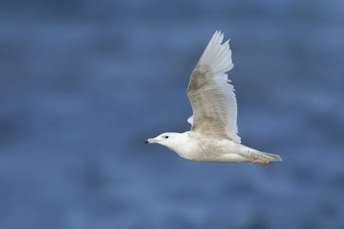 Framed Print : Glaucous Gull, Larus hyperboreus