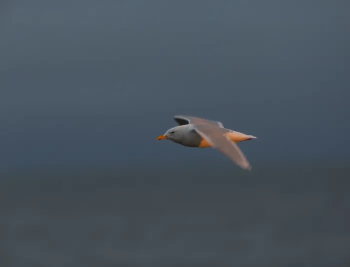 Framed Print : Glaucous Gull, Larus hyperboreus