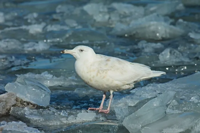 Framed Print : Glaucous Gull, Larus hyperboreus Framed Print : Glaucous Gull, Larus hyperboreus