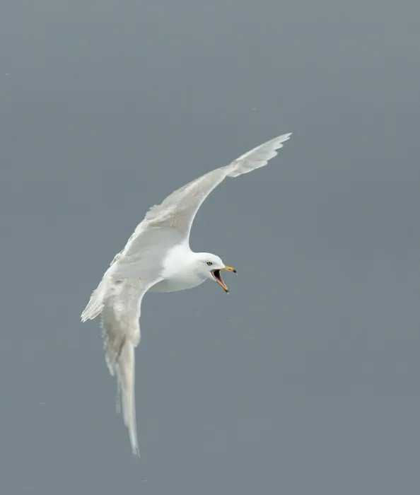 Framed Print : Glaucous Gull, Larus hyperboreus