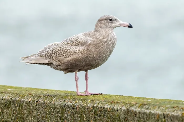 Framed Print : Glaucous Gull, Larus hyperboreus