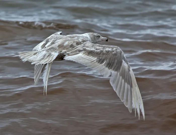Framed Print : Glaucous Gull, Larus hyperboreus hyperboreus