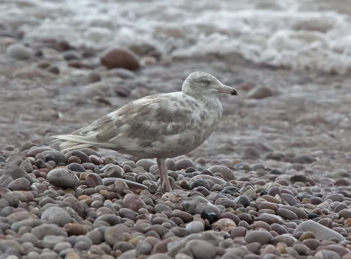 Framed Print : Glaucous Gull, Larus hyperboreus hyperboreus Framed Print : Glaucous Gull, Larus hyperboreus hyperboreus