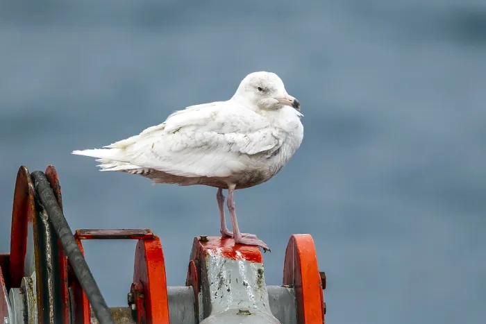 Framed Print : Glaucous Gull, Larus hyperboreus hyperboreus