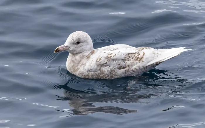Framed Print : Glaucous Gull, Larus hyperboreus hyperboreus Framed Print : Glaucous Gull, Larus hyperboreus hyperboreus