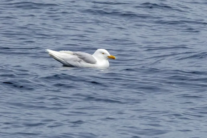 Framed Print : Glaucous Gull, Larus hyperboreus hyperboreus
