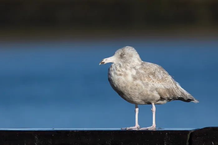 Framed Print : Gloucous gull, Larus hyperboreus