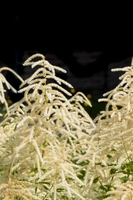 Framed Print : Goatsbeard, Aruncus dioicus Framed Print : Goatsbeard, Aruncus dioicus