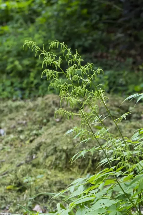 Framed Print : Goatsbeard, Aruncus dioicus
