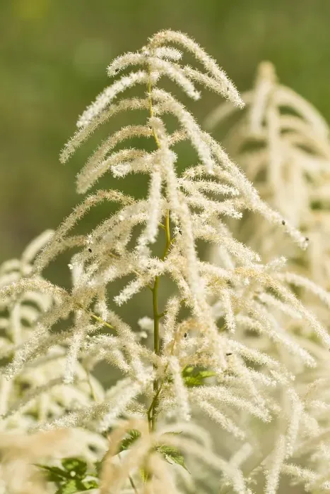 Framed Print : Goatsbeard, Aruncus dioicus