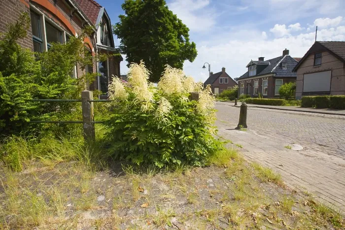 Framed Print : Goatsbeard, Aruncus dioicus