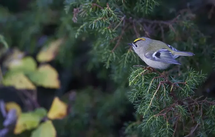 Framed Print : Goldcrest, Regulus regulus