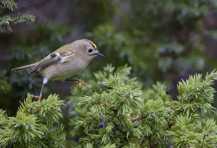 Framed Print : Goldcrest, Regulus regulus