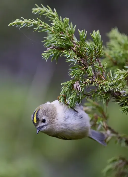 Framed Print : Goldcrest, Regulus regulus