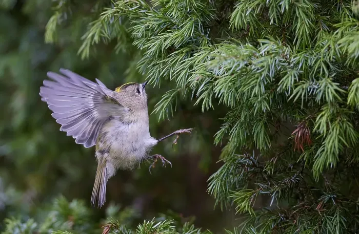 Framed Print : Goldcrest, Regulus regulus