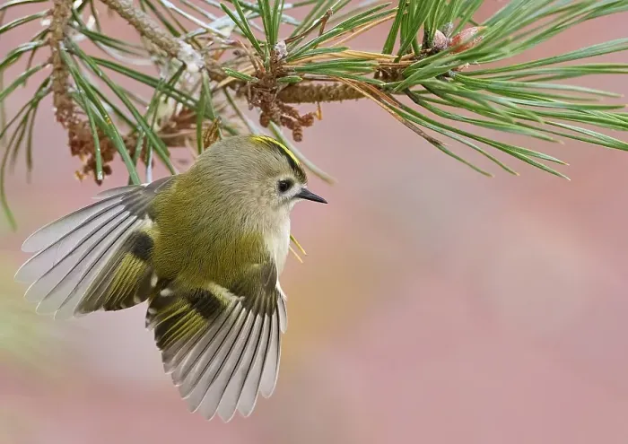 Framed Print : Goldcrest, Regulus regulus