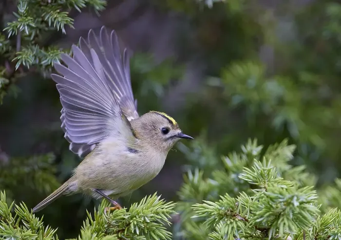 Framed Print : Goldcrest, Regulus regulus