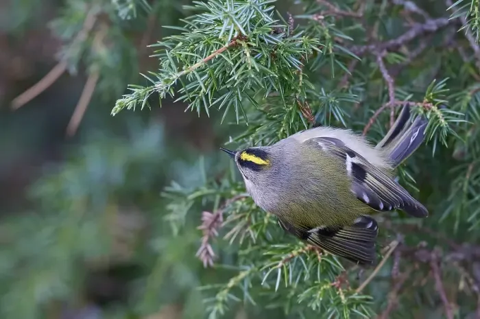 Framed Print : Goldcrest, Regulus regulus