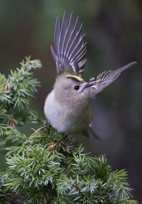 Framed Print : Goldcrest, Regulus regulus