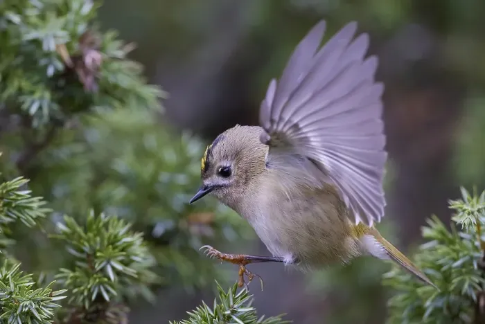 Framed Print : Goldcrest, Regulus regulus