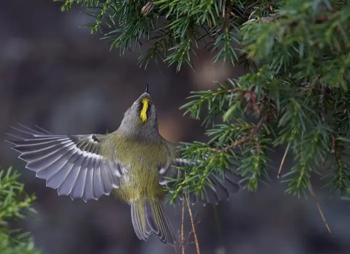 Framed Print : Goldcrest, Regulus regulus Framed Print : Goldcrest, Regulus regulus