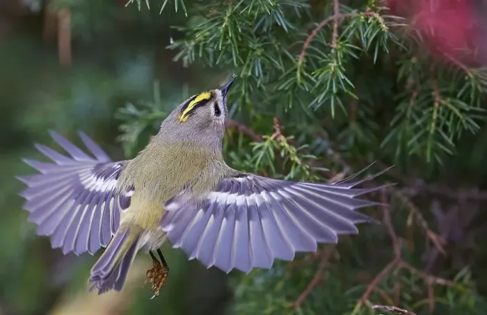 Framed Print : Goldcrest, Regulus regulus