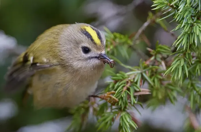 Framed Print : Goldcrest, Regulus regulus