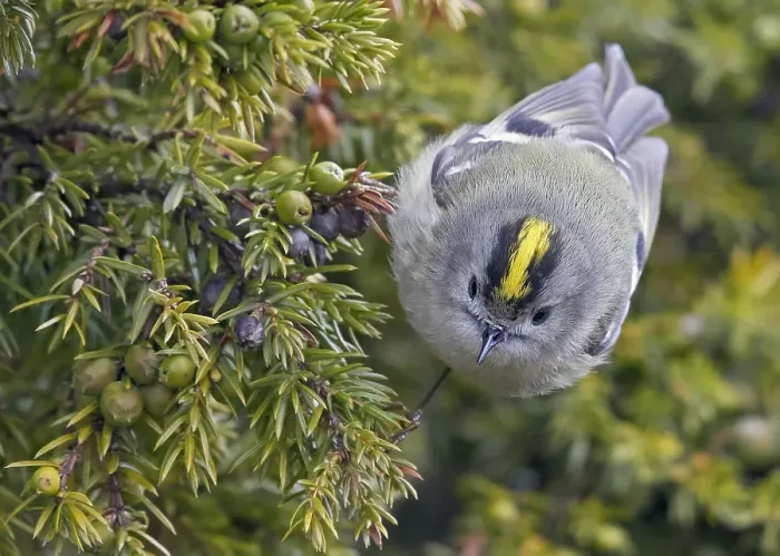 Framed Print : Goldcrest, Regulus regulus