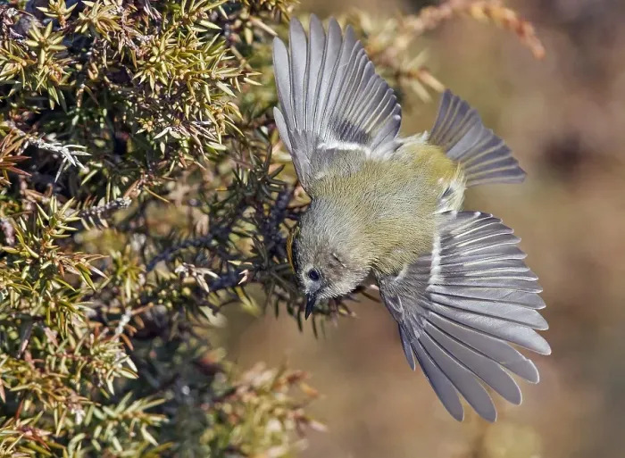Framed Print : Goldcrest, Regulus regulus