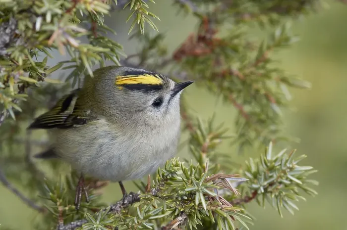 Framed Print : Goldcrest, Regulus regulus