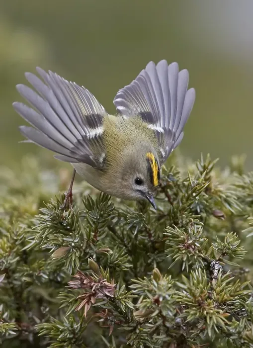 Framed Print : Goldcrest, Regulus regulus