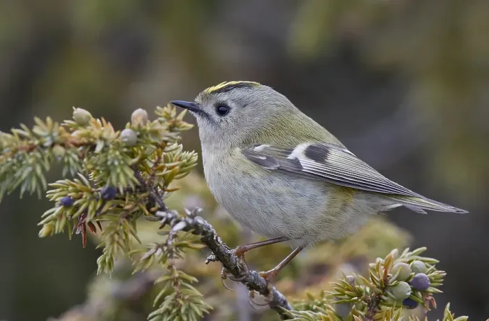 Framed Print : Goldcrest, Regulus regulus