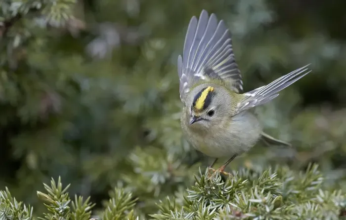 Framed Print : Goldcrest, Regulus regulus